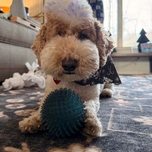 Meet your Posher, TheChairmanMeow 🐈